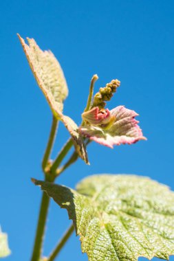Filiz Vitis vinifera, üzüm asma, Georgia