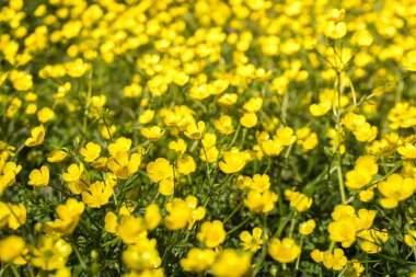 Tarlada sarı Buttercup çiçekler. Düğünçiçeği repens