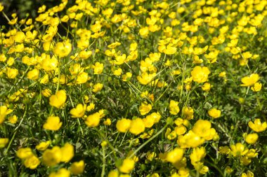 Tarlada sarı Buttercup çiçekler. Düğünçiçeği repens
