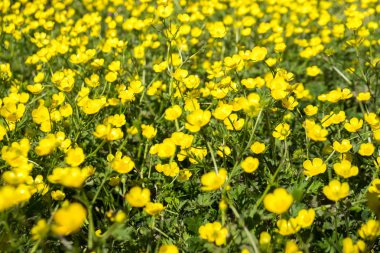 Tarlada sarı Buttercup çiçekler. Düğünçiçeği repens
