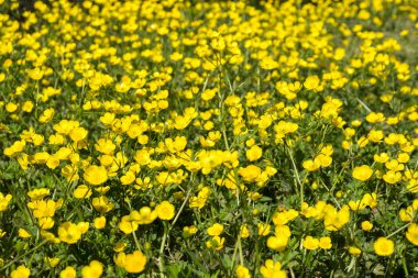 Tarlada sarı Buttercup çiçekler. Düğünçiçeği repens