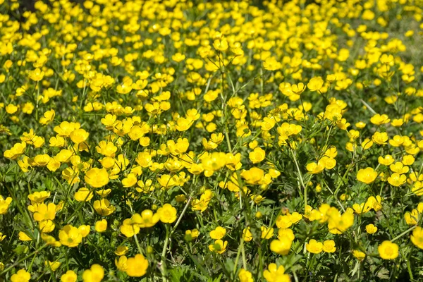 Yellow Buttercup flowers in the field. Ranunculus repens — Stock Photo, Image