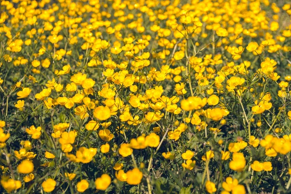 Yellow Buttercup flowers in the field. Ranunculus repens — Stock Photo, Image