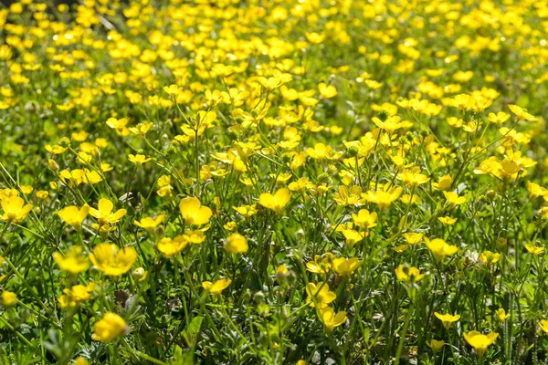 Yellow Buttercup flowers in the field. Ranunculus repens — Stock Photo, Image