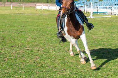 bir at bir yarış pisti yeşil çimenlerin üzerinde küçük bir binici trenler
