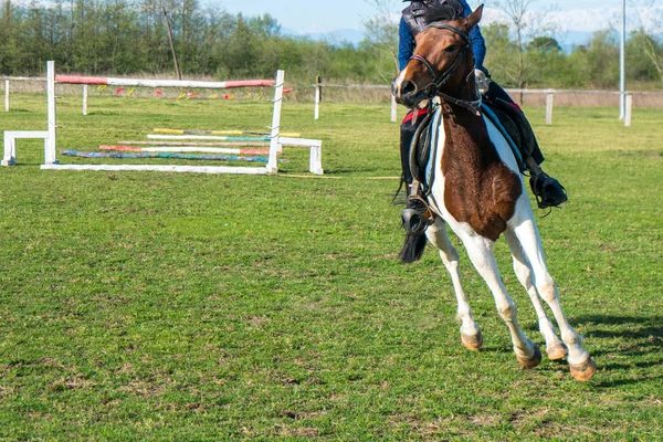 A small rider train a horse on the green grass of a racetrack — стоковое фото