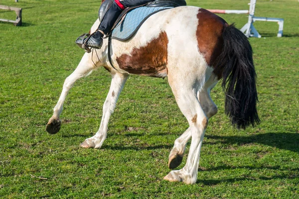 Um pequeno cavaleiro treina um cavalo na grama verde de uma pista de corridas — Fotografia de Stock
