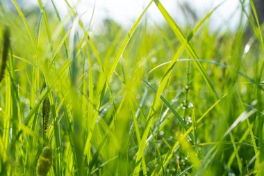 Yeşil çim ve sabah çiğ, naturel arka plan