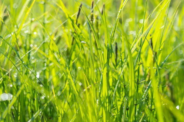 녹색 잔디와 아침이 슬, naturel 배경 — 스톡 사진
