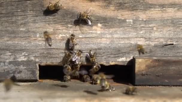 Bienen fliegen vor den Bienenstock