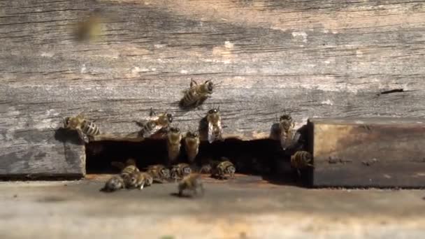 Μέλισσες Πετούν Μπροστά Από Beehive — Αρχείο Βίντεο