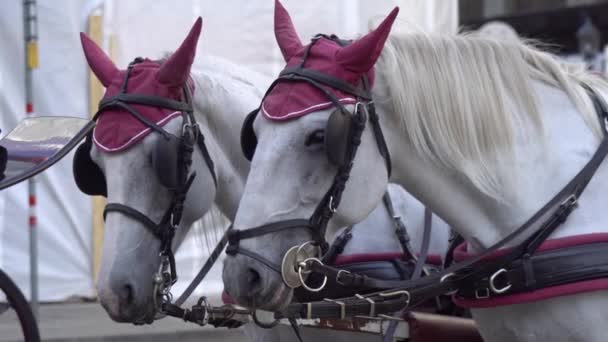 Κοντινό Πλάνο Του White Horses Pull Carriage Βιέννη Αυστρία — Αρχείο Βίντεο