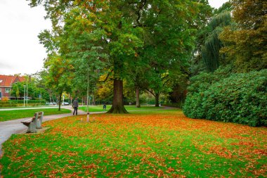 Şehir parkı, gölet suyunda ağaçların yansıması, sonbahar. Eindhoven