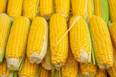 Çiftçi pazarında satılık taze sarı mısır.