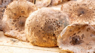 Piyasada satılık orman mantarları.