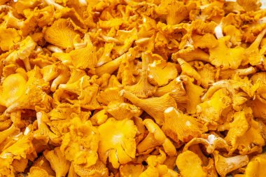 Yerel bir çiftçi pazarında sarı mantarlar.