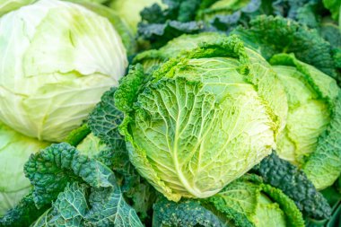 Pazarda taze yeşil savoy lahanaları..