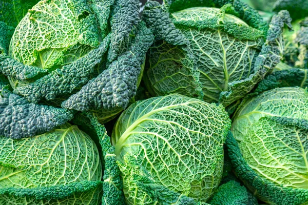 Repolhos de sabóia verdes frescos em um mercado . — Fotografia de Stock