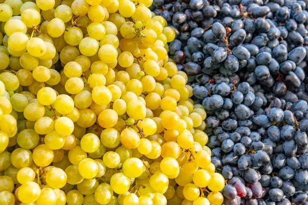 white and red grapes on a market.