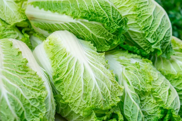 Chinakohl auf dem Markt. — Stockfoto