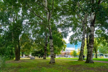 Eindhoven 'daki şehir parkı, sonbahar, Hollanda. Doğa.