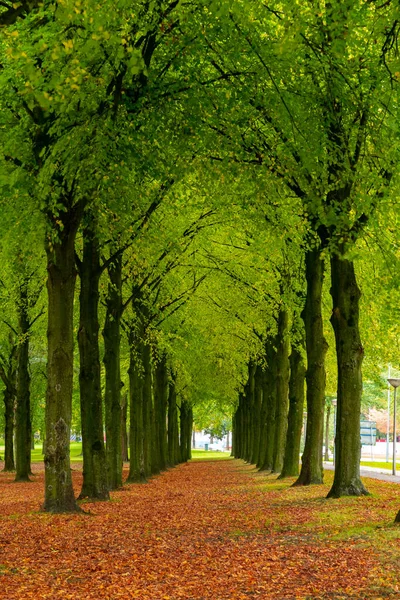 Eindhoven 'daki şehir parkı, sonbahar, Hollanda. Doğa. — Stok fotoğraf