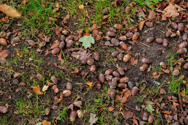 Vista superior de hojas secas, ramas y bellotas en el suelo en otoño — Foto de Stock