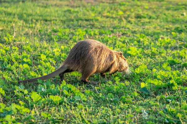 Rat d'eau Coypu dans l'herbe verte. Animaux . — Photo