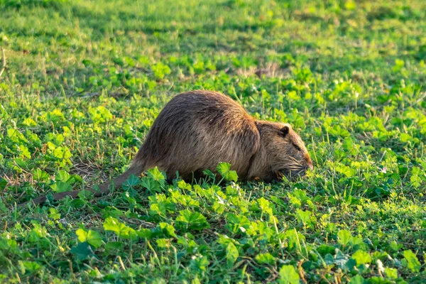 Rat d'eau Coypu dans l'herbe verte. Animaux . — Photo