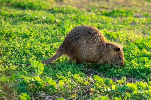 Rat d'eau Coypu dans l'herbe verte. Animaux . — Photo