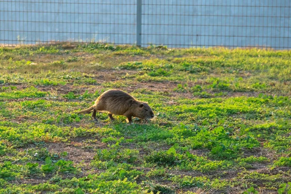 Rat d'eau Coypu dans l'herbe verte. Animaux . — Photo