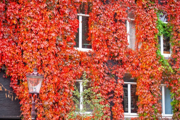 Clambering plant on the exterior wall of old house. Autumn