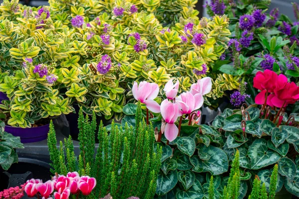 Blommor till salu på en blomstermarknad, Amsterdam, Nederländerna. — Stockfoto