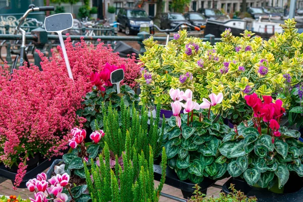Blommor till salu på en blomstermarknad, Amsterdam, Nederländerna. — Stockfoto