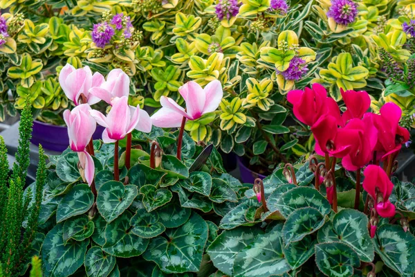 Blommor till salu på en blomstermarknad, Amsterdam, Nederländerna. — Stockfoto