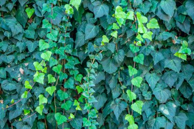 View of house facade covered by overgrown creeper plant. clipart