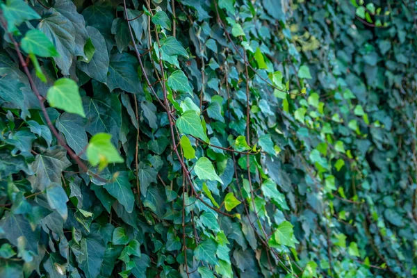 View of house facade covered by overgrown creeper plant. — Stock Photo, Image