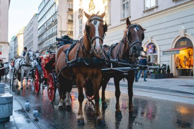 Viyana, Avusturya - 24.10.2019: At arabası veya Fiaker, po