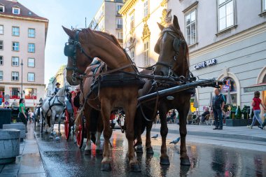 Viyana, Avusturya - 24.10.2019: At arabası veya Fiaker, po