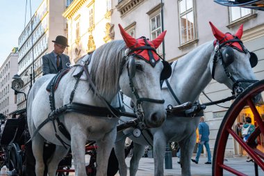Viyana, Avusturya - 24.10.2019: At arabası veya Fiaker, po
