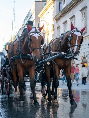 Viyana, Avusturya - 24.10.2019: At arabası veya Fiaker, po
