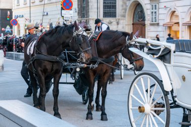 Viyana, Avusturya - 24.10.2019: At arabası veya Fiaker, po