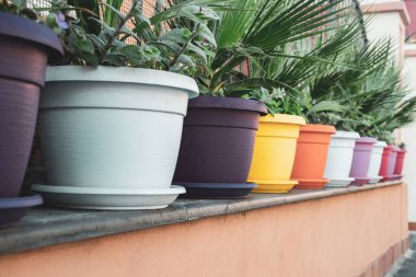 Evin önünde renkli saksılarda palmiye ağaçları.