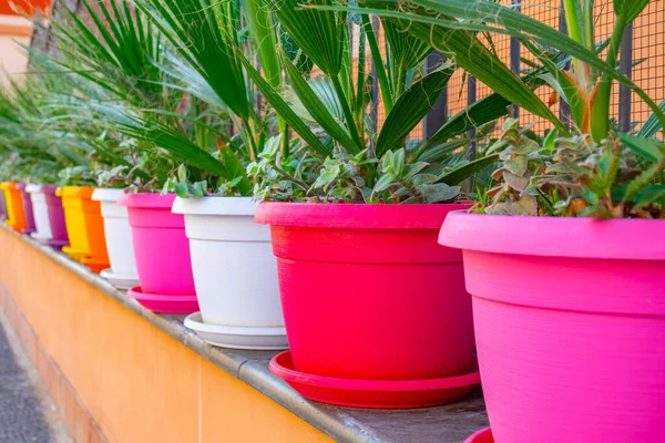 Palm trees in color pots in front of the house. — Stock Photo, Image