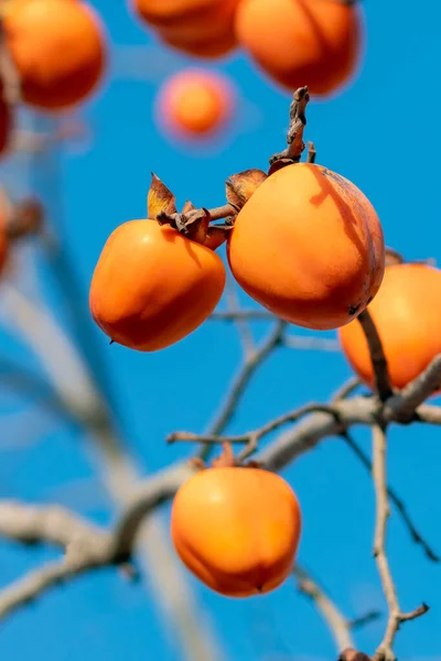 Persimmon strom se Zralé pomerančové ovoce na konci podzimu na modré sk — Stock fotografie