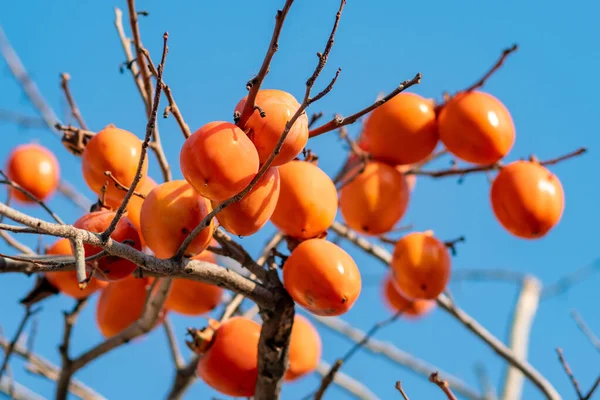 Persimmon strom se Zralé pomerančové ovoce na konci podzimu na modré sk — Stock fotografie