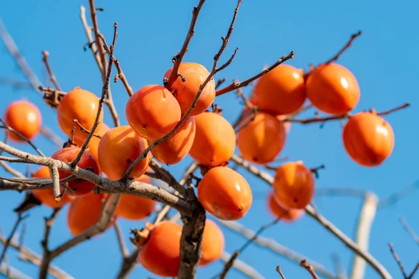 Persimmon fa érett narancs gyümölcs késő ősszel a kék szk — Stock Fotó