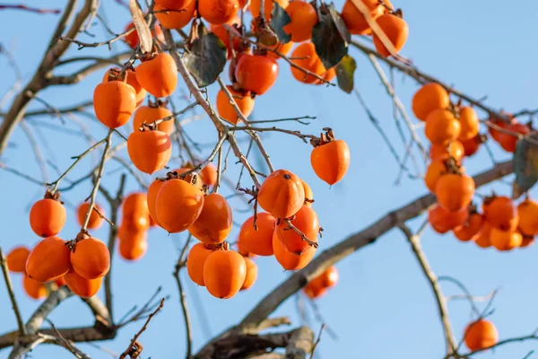 Árbol de caqui con frutas naranjas maduras a finales de otoño en azul sk — Foto de Stock
