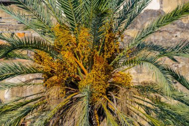 Sarı çekirdekli palmiye ağacının yakın görüntüsü.