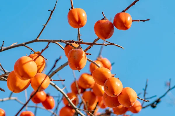 Persimmon fa érett narancs gyümölcs késő ősszel a kék szk — Stock Fotó